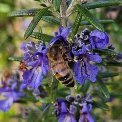 Apis mellifera (European honey bee) at Braidwood, NSW - 4 Aug 2024 by MatthewFrawley