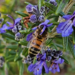 Apis mellifera at Braidwood, NSW - 4 Aug 2024