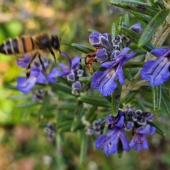 Apis mellifera at Braidwood, NSW - 4 Aug 2024 02:01 PM