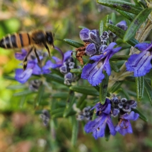 Apis mellifera at Braidwood, NSW - 4 Aug 2024