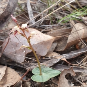 Acianthus collinus at Bruce, ACT - 4 Aug 2024