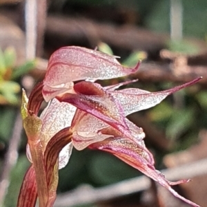 Acianthus collinus at Bruce, ACT - 4 Aug 2024