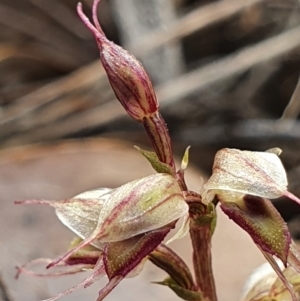 Acianthus collinus at Bruce, ACT - 4 Aug 2024