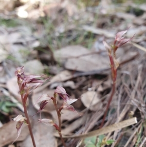 Acianthus collinus at Bruce, ACT - 4 Aug 2024