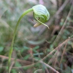 Pterostylis nutans at Long Beach, NSW - 4 Aug 2024 by HelenCross