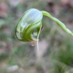 Pterostylis nutans at Long Beach, NSW - suppressed