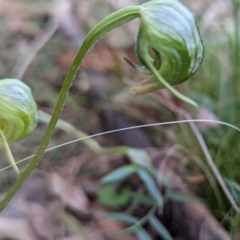 Pterostylis nutans at Long Beach, NSW - suppressed