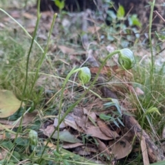 Pterostylis nutans at Long Beach, NSW - suppressed