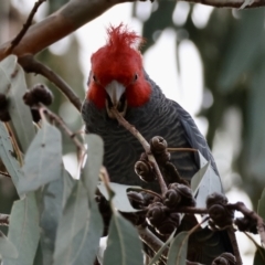 Callocephalon fimbriatum (Gang-gang Cockatoo) at Hughes, ACT - 4 Aug 2024 by LisaH