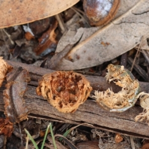 Callocephalon fimbriatum at Hughes, ACT - suppressed