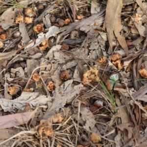 Callocephalon fimbriatum at Hughes, ACT - suppressed