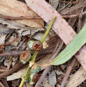 Callocephalon fimbriatum at Hughes, ACT - suppressed