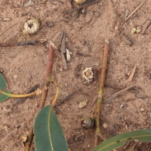 Callocephalon fimbriatum at Hughes, ACT - suppressed