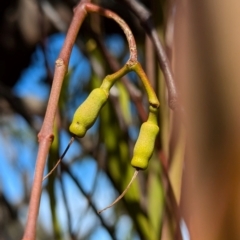 Unverified Climber or Mistletoe at South Durras, NSW - 3 Aug 2024 by HelenCross