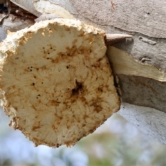 Laetiporus portentosus (White Punk) at Deakin, ACT - 4 Aug 2024 by LisaH