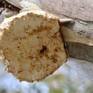 Laetiporus portentosus at Deakin, ACT - 4 Aug 2024 04:11 PM