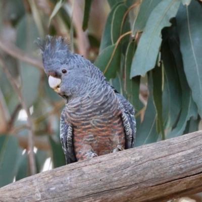 Callocephalon fimbriatum (Gang-gang Cockatoo) at Hughes, ACT - 4 Aug 2024 by LisaH