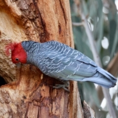 Callocephalon fimbriatum at Hughes, ACT - 4 Aug 2024