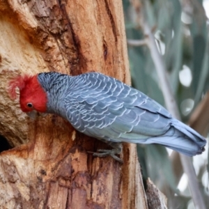 Callocephalon fimbriatum at Hughes, ACT - suppressed