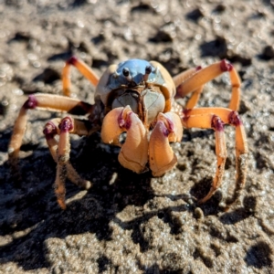 Mictyris longicarpus at Batemans Bay, NSW - 2 Aug 2024