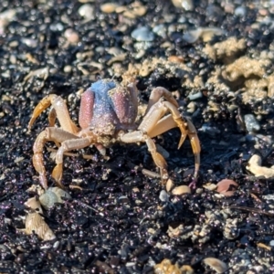 Mictyris longicarpus at Batemans Bay, NSW - 2 Aug 2024