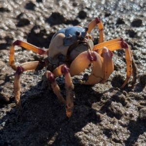 Mictyris longicarpus at Batemans Bay, NSW - 2 Aug 2024