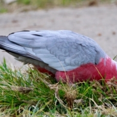 Eolophus roseicapilla at Hughes, ACT - 4 Aug 2024