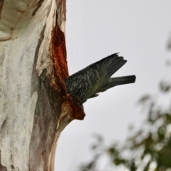 Callocephalon fimbriatum (Gang-gang Cockatoo) at Hughes, ACT - 4 Aug 2024 by LisaH