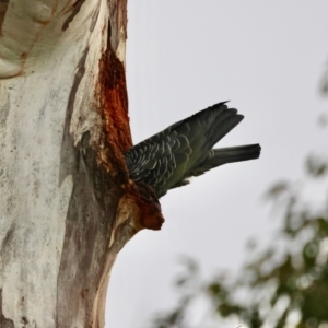 Callocephalon fimbriatum at Hughes, ACT - suppressed