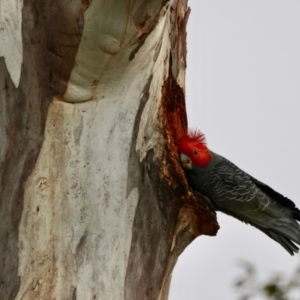 Callocephalon fimbriatum at Hughes, ACT - suppressed