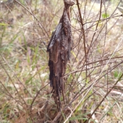 Metura elongatus (Saunders' case moth) at Penrose, NSW - 1 Aug 2024 by Aussiegall