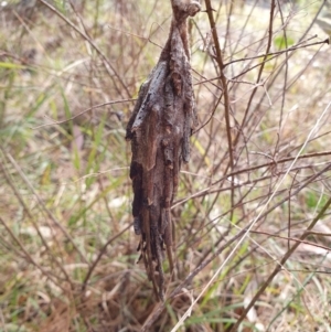 Metura elongatus at Penrose, NSW - 1 Aug 2024