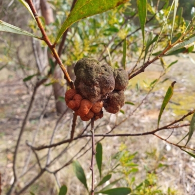 Uromycladium (genus) (A gall forming rust fungus) at Penrose, NSW - 1 Aug 2024 by Aussiegall