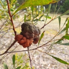 Uromycladium (genus) at Penrose, NSW - suppressed