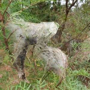 Thaumetopoeinae (subfamily) at Penrose, NSW - suppressed