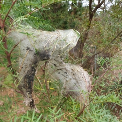 Thaumetopoeinae (subfamily) (Bag-shelter Moths, Processionary Caterpillars) at Penrose, NSW - 11 Aug 2024 by Aussiegall