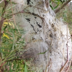 Thaumetopoeinae (subfamily) at Penrose, NSW - suppressed