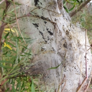 Thaumetopoeinae (subfamily) at Penrose, NSW - 11 Aug 2024