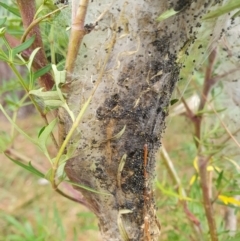 Thaumetopoeinae (subfamily) at Penrose, NSW - suppressed