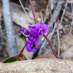 Hardenbergia violacea (False Sarsaparilla) at Captains Flat, NSW - 4 Aug 2024 by Csteele4