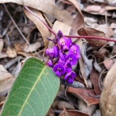 Hardenbergia violacea at Captains Flat, NSW - 4 Aug 2024