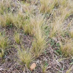 Nassella trichotoma (Serrated Tussock) at Fyshwick, ACT - 4 Aug 2024 by Jiggy