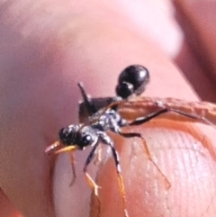 Myrmecia sp., pilosula-group (Jack jumper) at Kambah, ACT - 15 Mar 2024 by jac