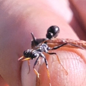 Myrmecia sp., pilosula-group at Kambah, ACT - 15 Mar 2024