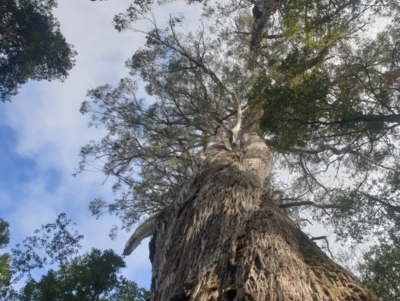 Eucalyptus tasmaniensis (Gum-topped Stringybark) at Styx, TAS - 4 Aug 2024 by Detritivore