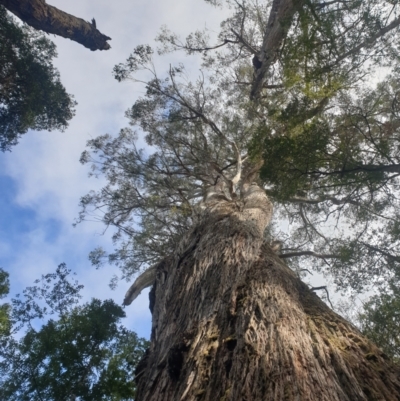 Eucalyptus tasmaniensis at Styx, TAS - 4 Aug 2024 by Detritivore