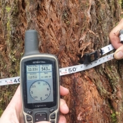 Eucalyptus tasmaniensis at Styx, TAS - 4 Aug 2024