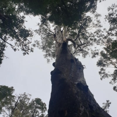 Eucalyptus regnans (Mountain Ash or Swamp Gum (Tas)) at Styx, TAS - 4 Aug 2024 by Detritivore