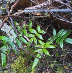 Blechnum wattsii at Styx, TAS - 4 Aug 2024 by Detritivore