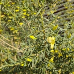 Eremophila maculata (Spotted Emu Bush, Spotted Fuchsia) at Opalton, QLD - 5 Aug 2024 by AliClaw